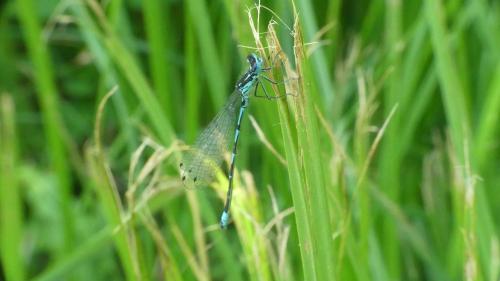 Coenagrion pulchellum